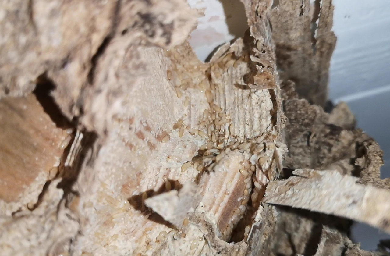 Gestione e controllo termiti in Sardegna