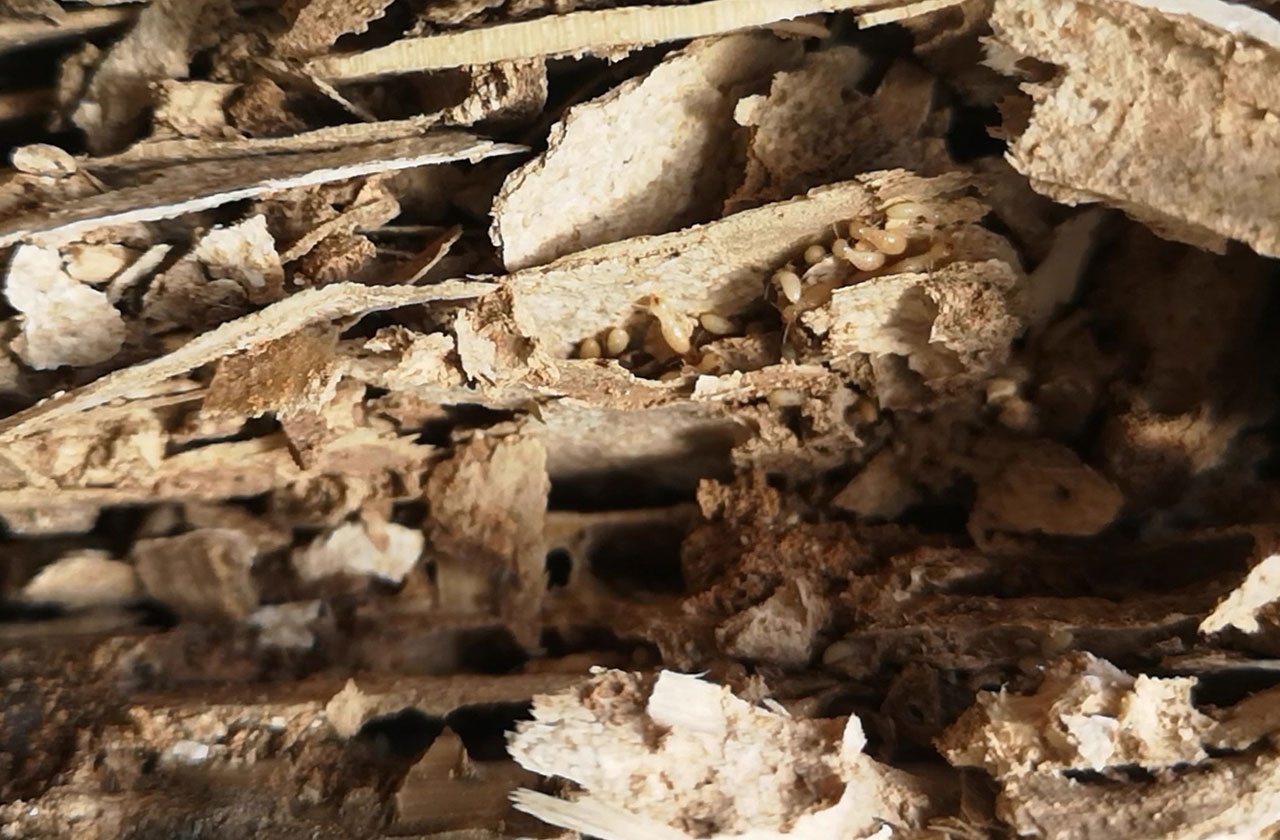 Gestione e controllo termiti in Sardegna